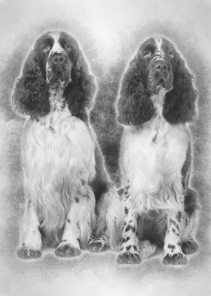 Two English Springer spani