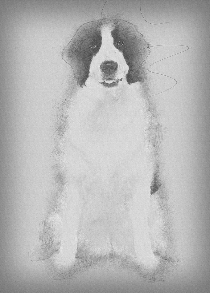 Black and white Landseer d
