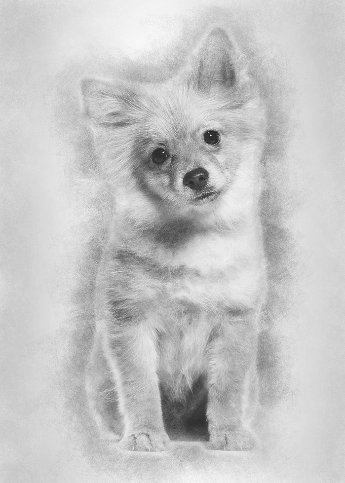 Pomeranian puppy 5 months