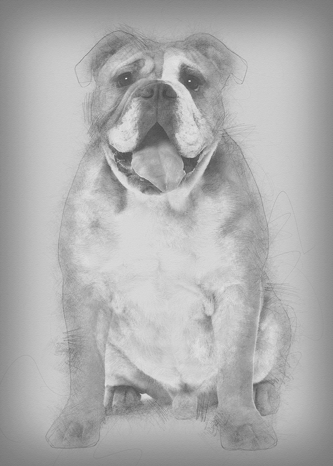English bulldog 9 months o