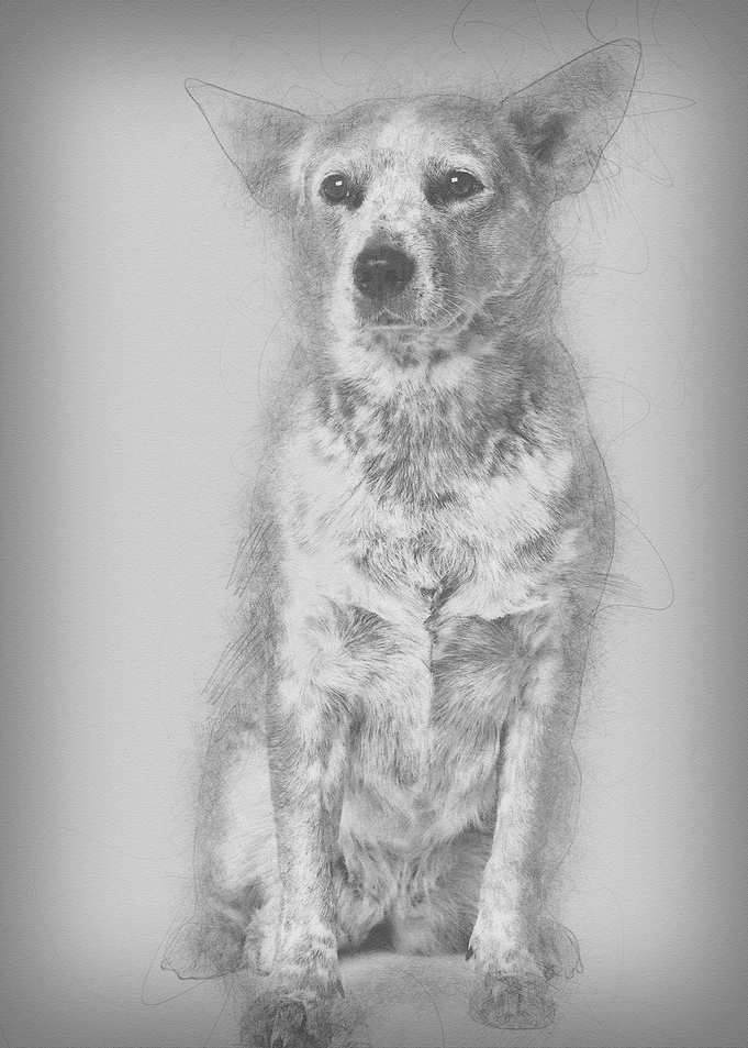 Australian Cattle Dog 2 Ye