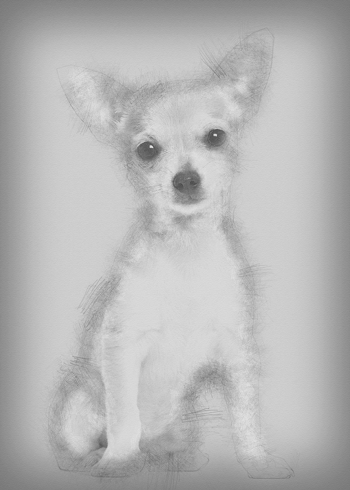Chihuahua puppy 3 months o