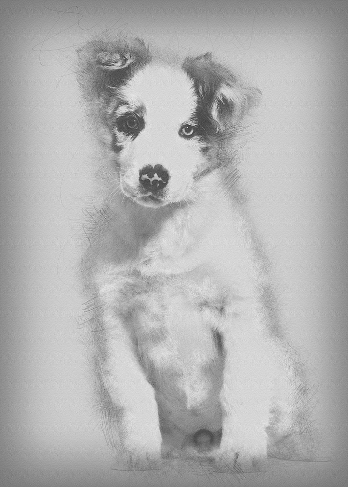 Border collie puppy 3 mont