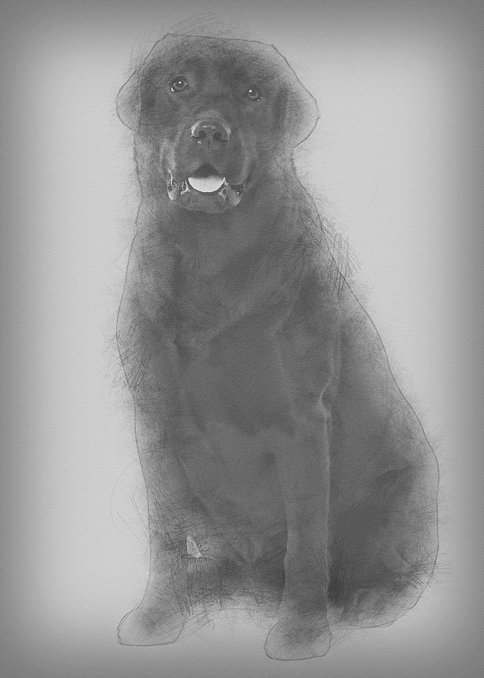 Black Labrador 22 months o