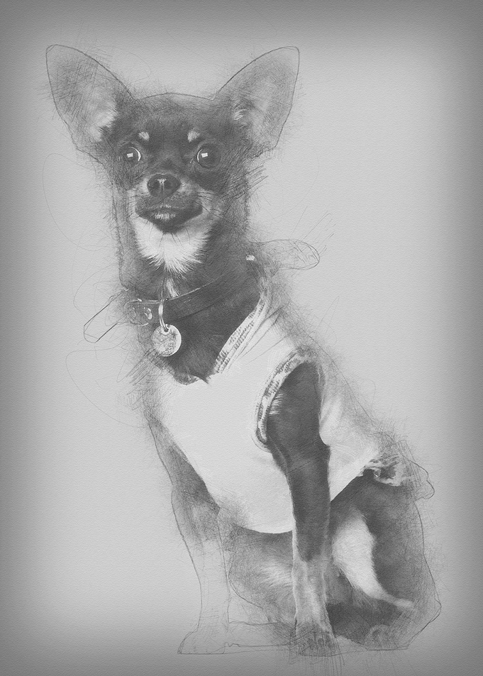 Chihuahua 8 months old sit