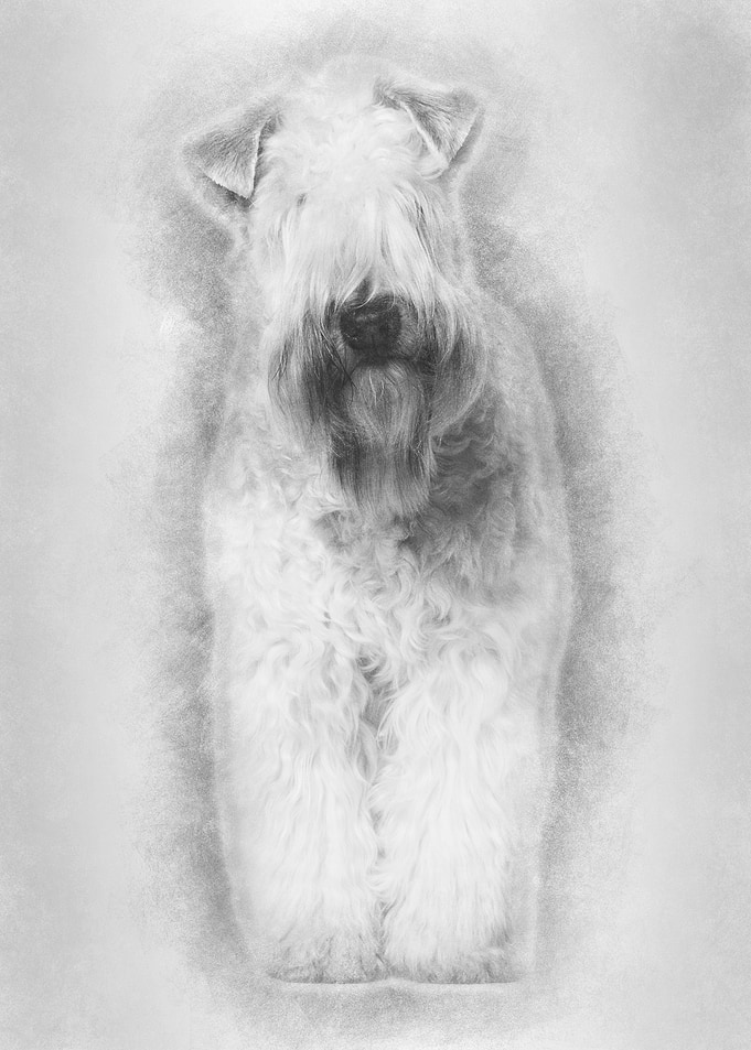 Softcoated Wheaten Terrie
