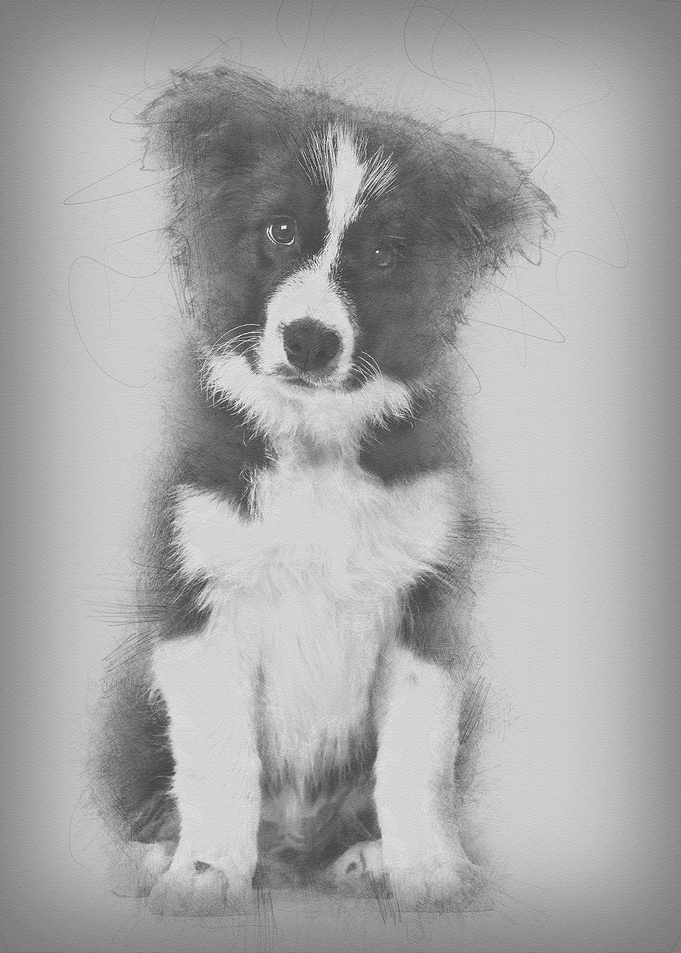 Border Collie puppy 17 wee