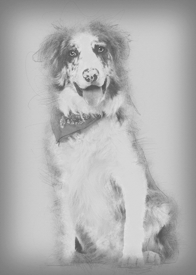 Border Collie 7 months old