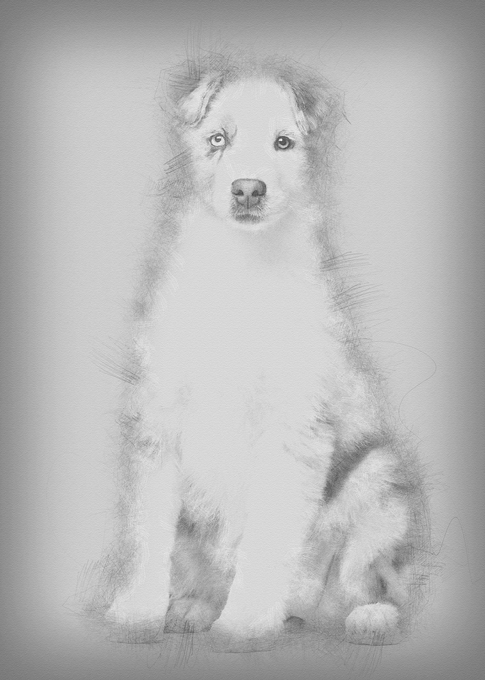 Australian Shepherd puppy