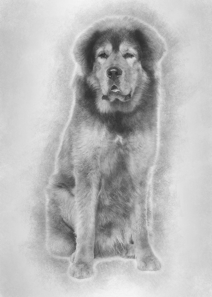 Tibetan mastiff 3 years ol