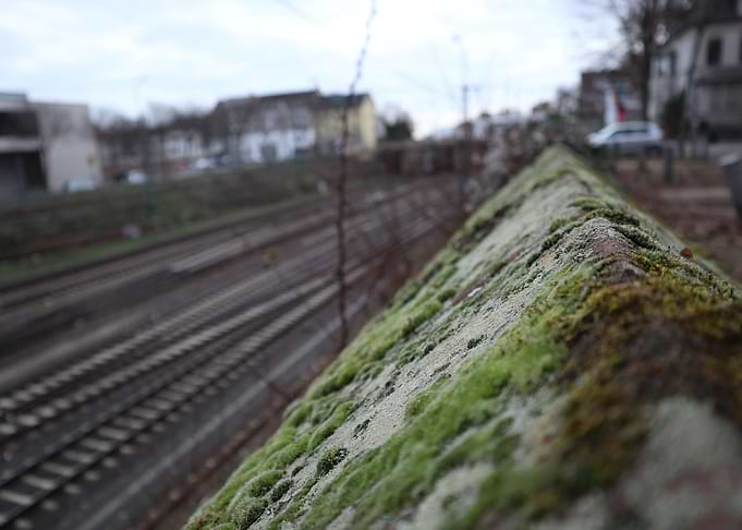 Railway Moss