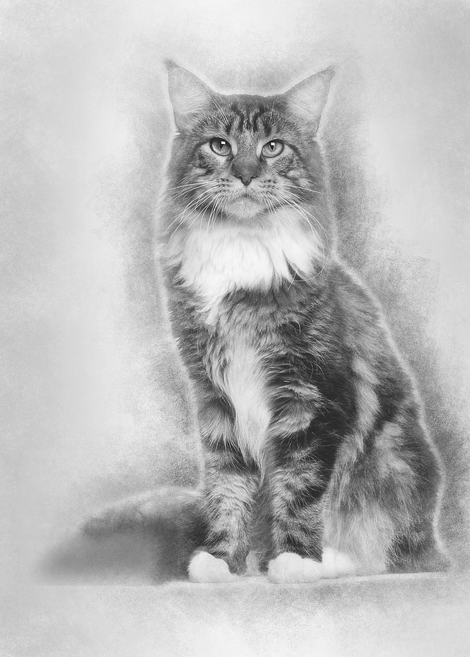 Portrait of Maine Coon cat