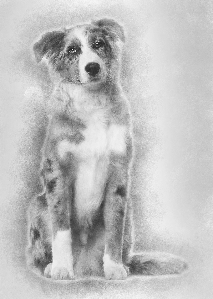 Portrait of Australian She