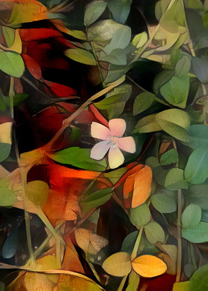 Small Flower in Portland