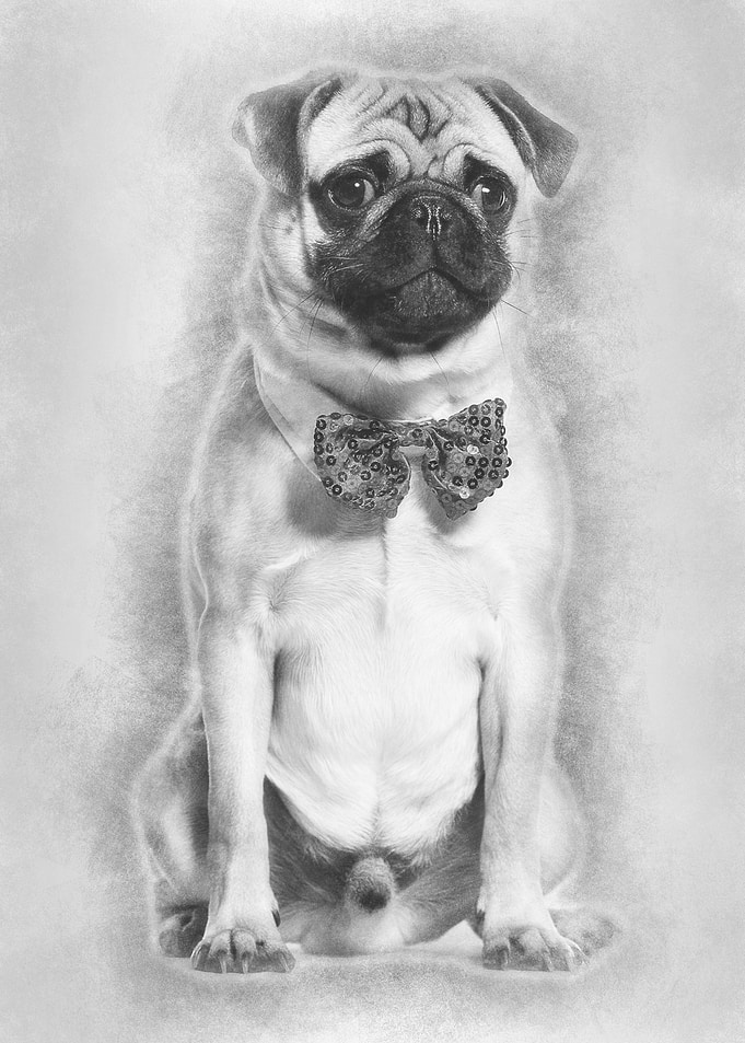 Pug in red bow tie sitting