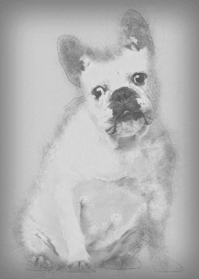 French Bulldog 2 years old