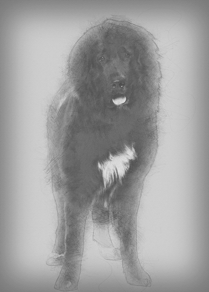 Bastard dog 9 months old p