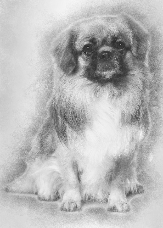 Teckel Spaniel 3 Years Old