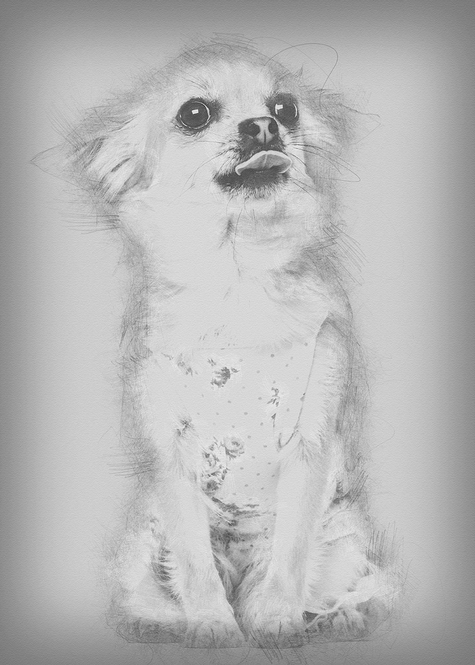 Chihuahua 1 year old dress