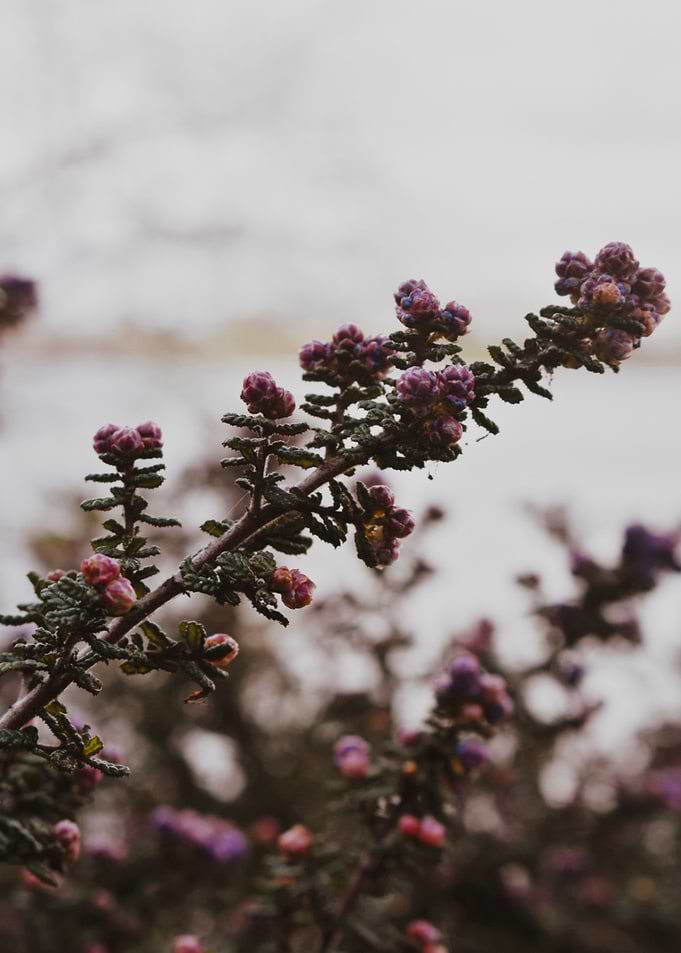 Purple Flower I