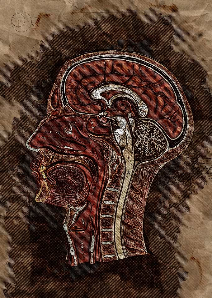 The head