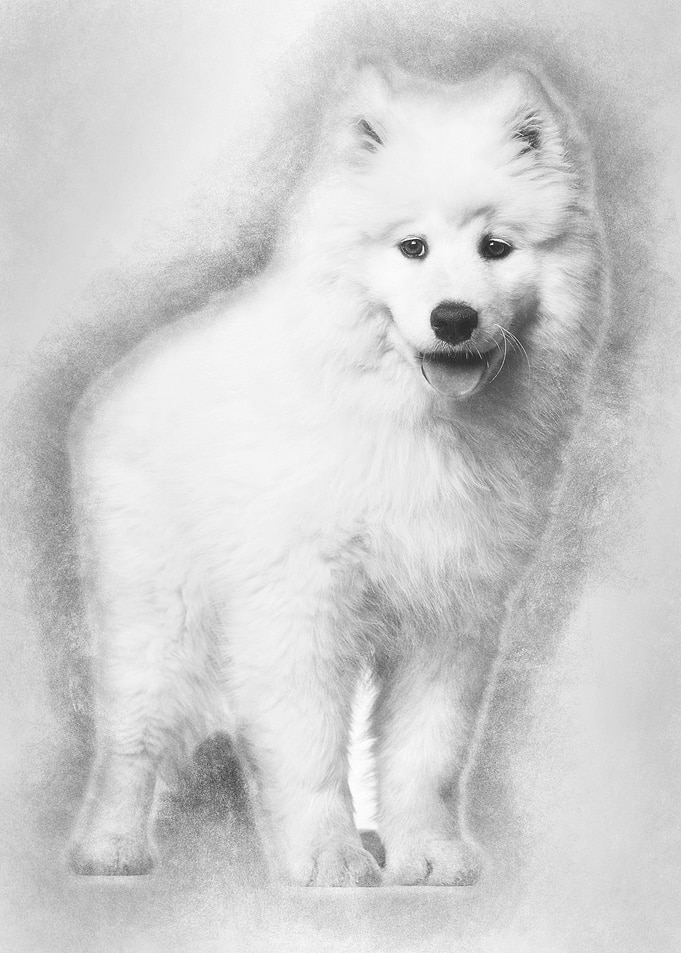 Samoyed puppy standing aga