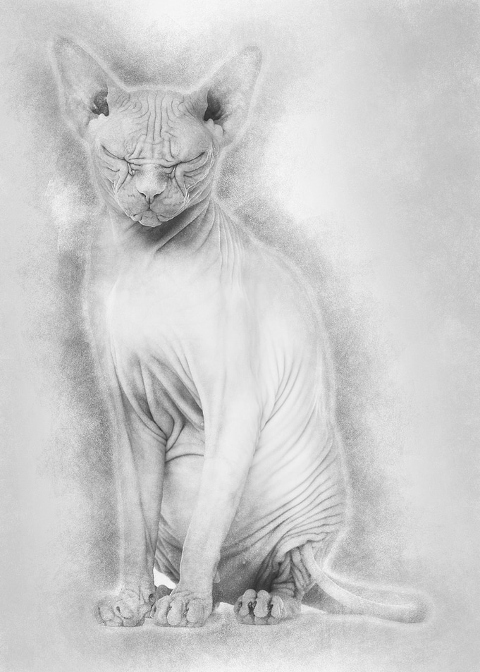 Sphynx Hairless Cat 4 year