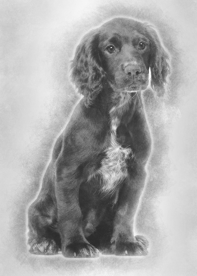 Working Cocker Spaniel sit