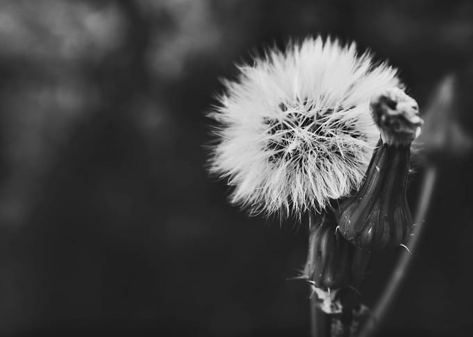 Dandelion II