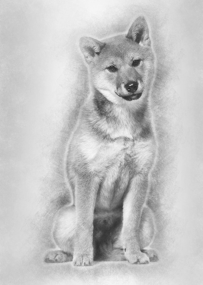 Shiba Inu dog sitting agai