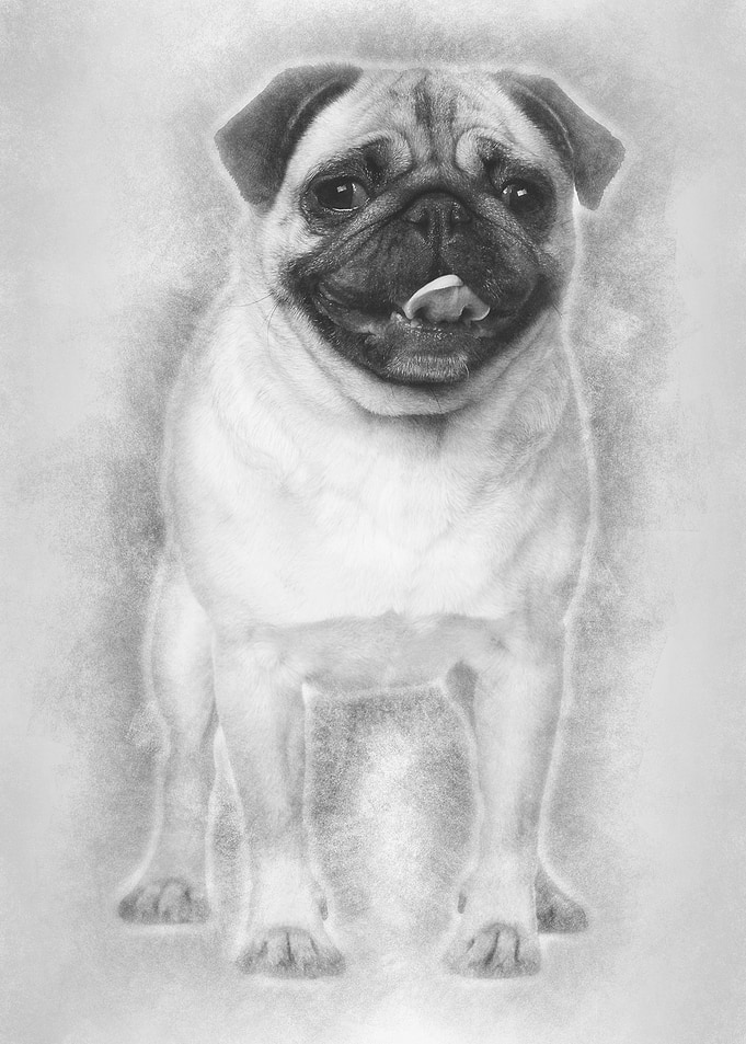 Pug 2 Years old standing