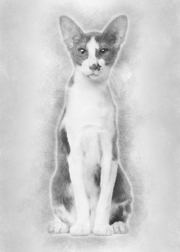 Oriental Shorthair sitting