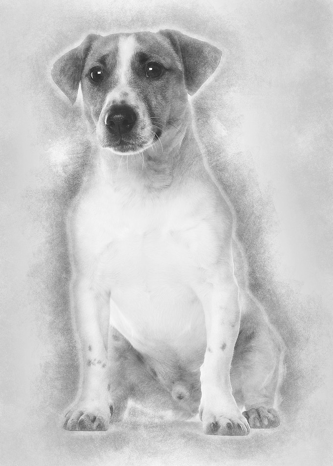 Portrait of Jack Russell T