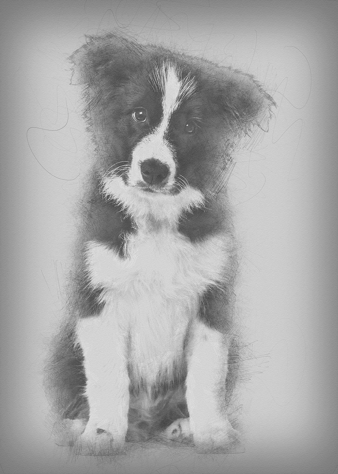 Border Collie puppy 17 wee