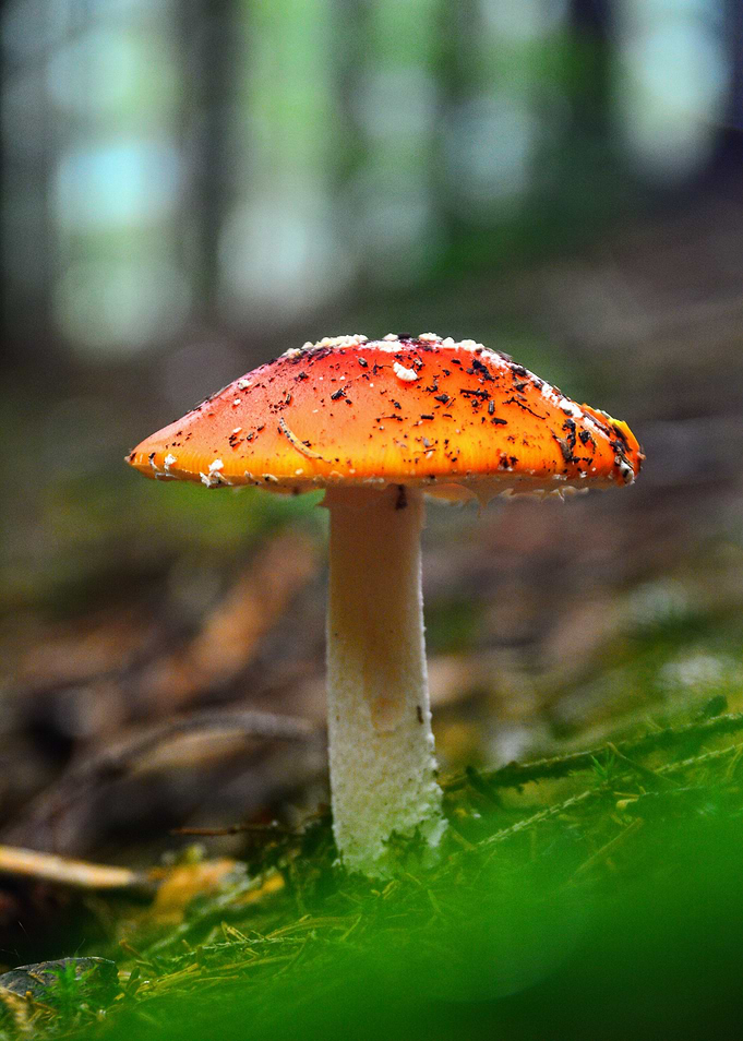 Amanita Muscaria
