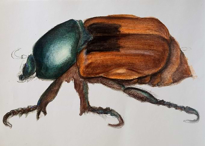 Beetle with Blue