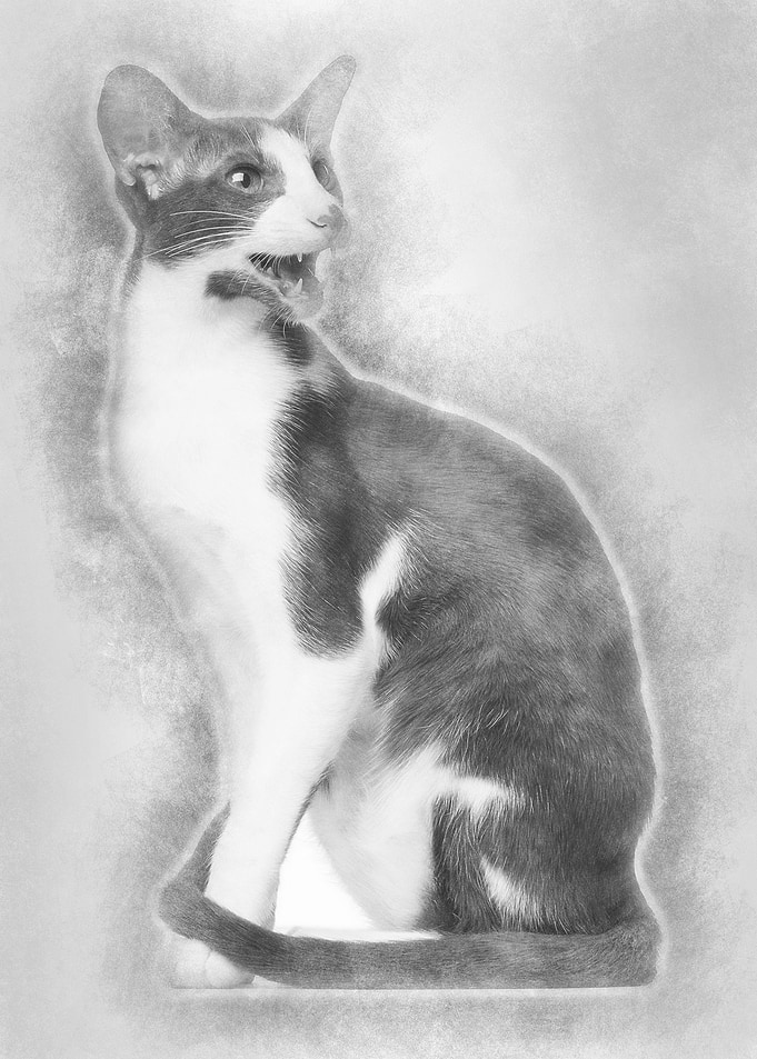 Oriental Shorthair sitting