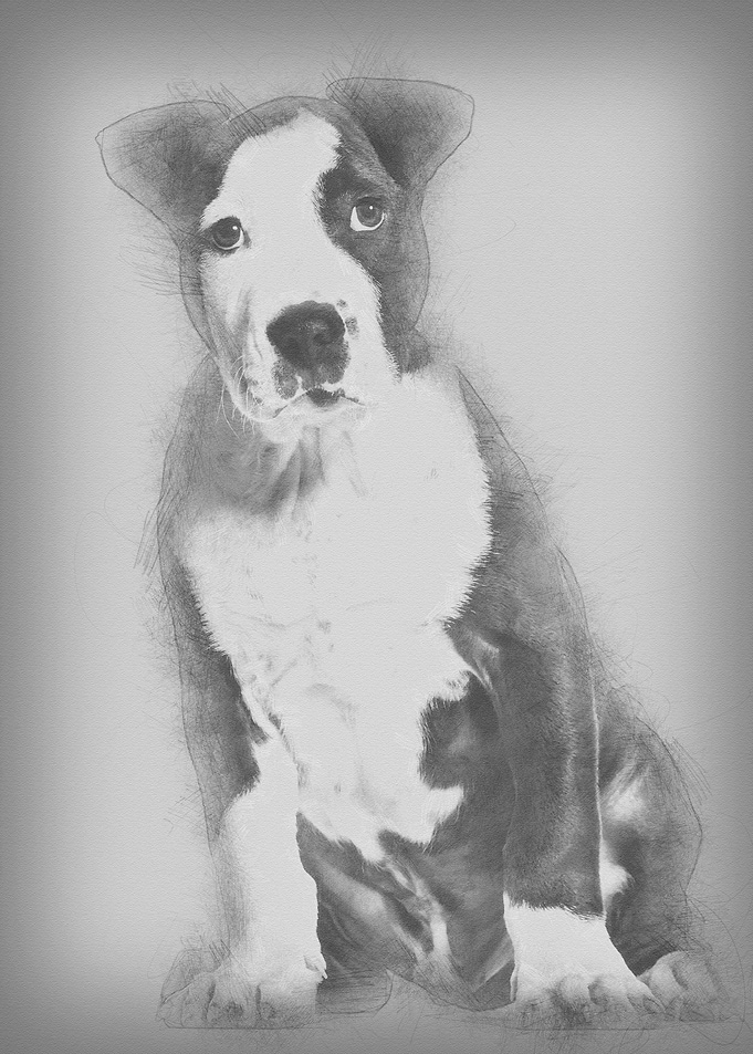 American Staffordshire Ter