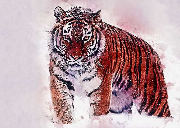 Tiger Oil