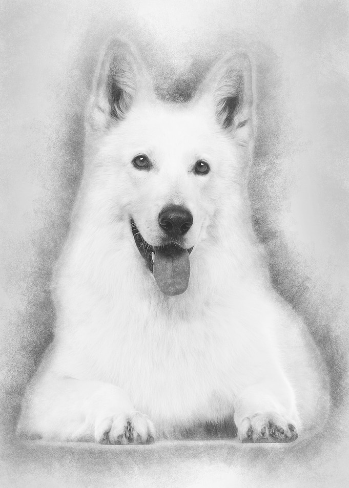 Swiss Shepherd dog 5 years