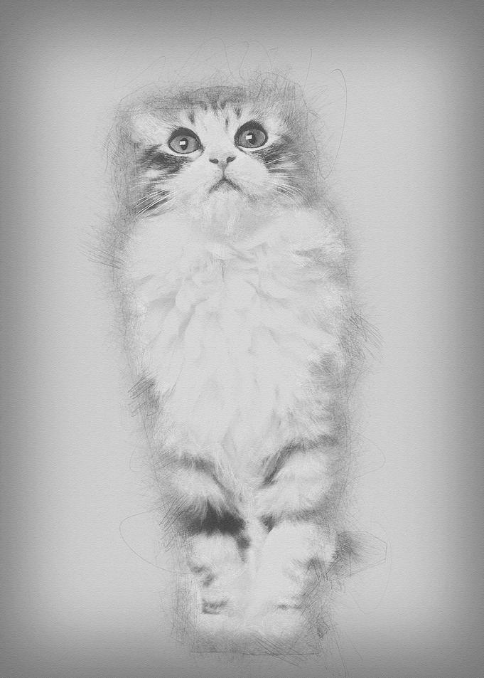 American Curl kitten 3 mon