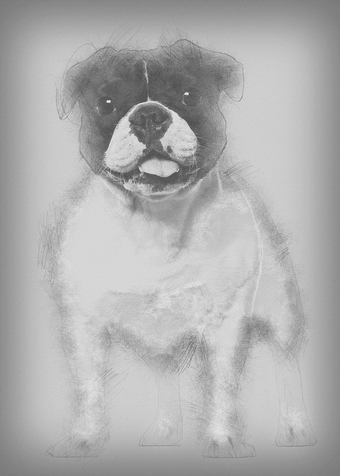 French Bulldog standing ag
