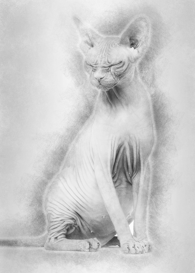 Sphynx 4 years old against