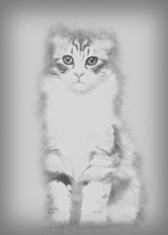 American Curl kitten 3 mon