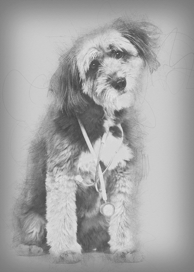 Crossbreed 4 years old sit
