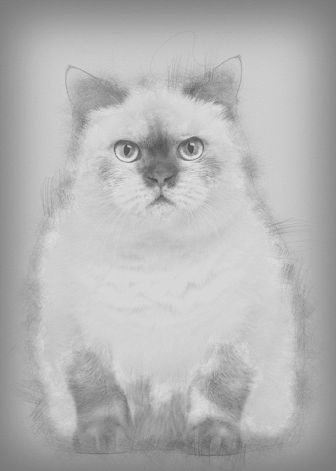 Fat British Shorthair 25