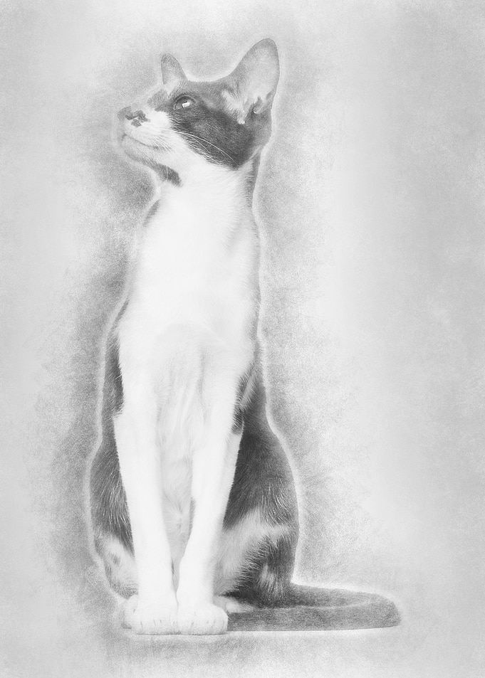 Oriental Shorthair sitting