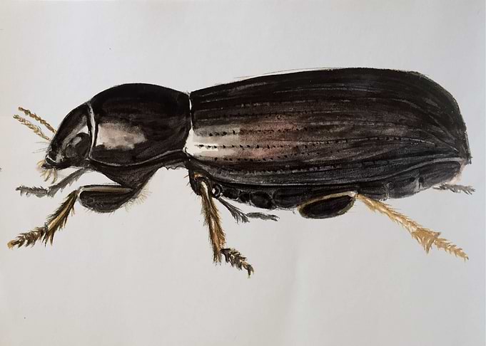 black bug
