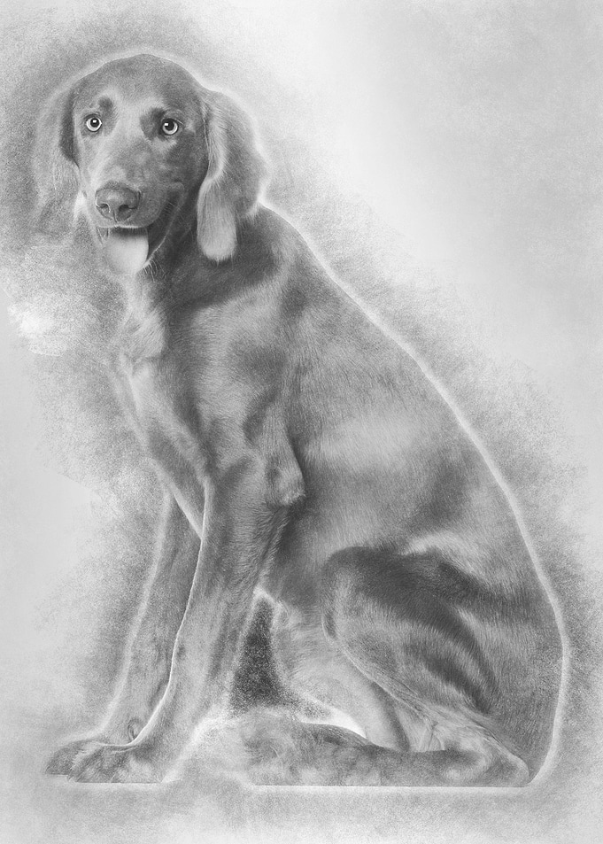 Portrait of Weimaraner 8 m