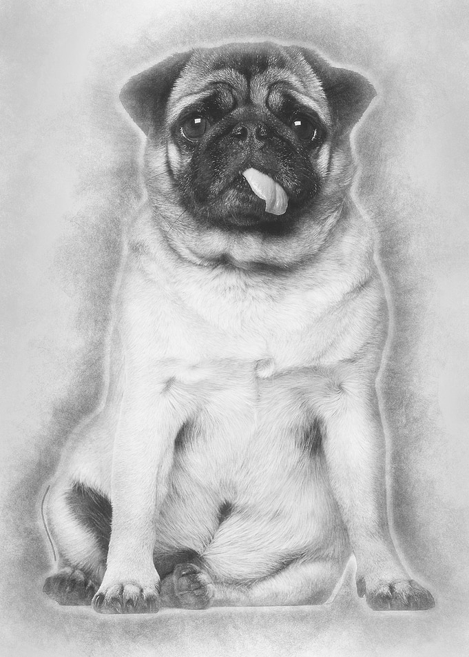 Pug 4 years old sitting ag
